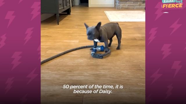 Rottweiler Gets A Tiny Puppy And Has The Most Surprising Reaction | The Dodo Little But Fierce смотреть онлайн