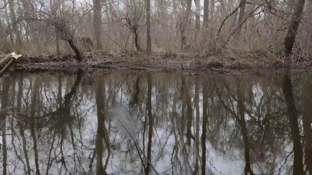 Попали на жор плотвы.Плотва на мах в тихом месте. смотреть онлайн