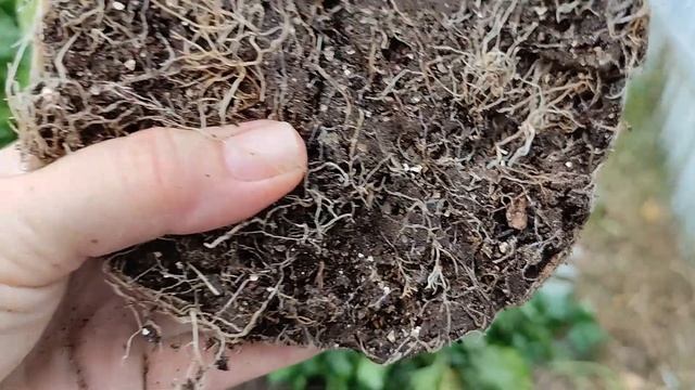 ЧЕРЕНКОВАНИЕ метельчатой ГОРТЕНЗИИ. Высадка черенков в открытый грунт смотреть онлайн