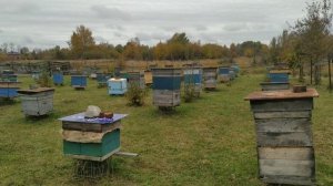 Так как же увеличить пасеку более чем в 2 раза без потери медосбора