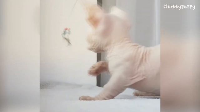 Funny and Cute Sphynx Cats Video Compilation : Сфинкс смотреть онлайн