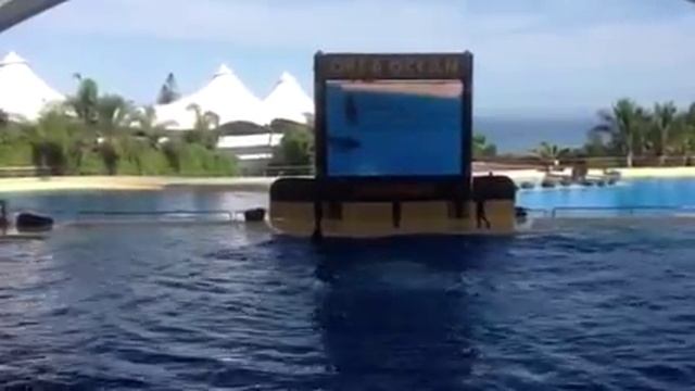 Лора парк ч 3 тенерифе смотреть онлайн