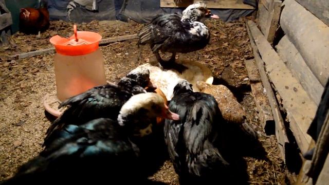 Закрыл МИНИФЕРМУ в СНТ // Раздал птицу и рад!!! смотреть онлайн