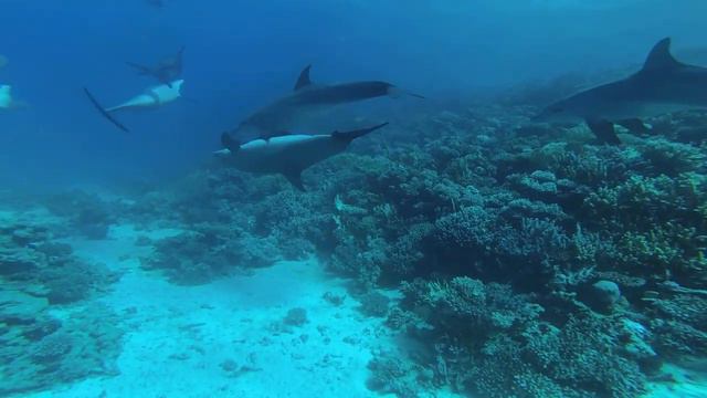 Дайвинг с дельфинами в Красном море смотреть онлайн