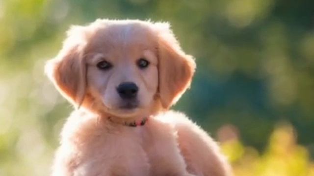милые животные♥︎ смотреть онлайн
