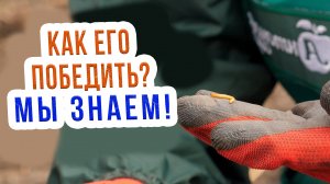 Как избавиться от проволочника на участке? Эффективное средство от проволочника
