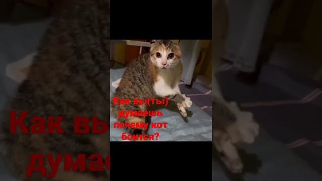 Как вы(ты) думаешь (думайте) почему кот боится? смотреть онлайн