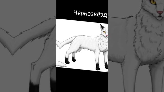 мужская версия? #кв #котывоители #warriorcats #коршун #звездоцап #львиносвет #рек #рекомендации смотреть онлайн