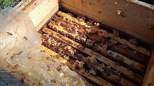 Как работают пчёлы Бакфаст?! Отзыв в содержание пчёл бакфаст! смотреть онлайн