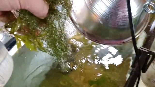 culturing scuds - Live fish foods - hyalella azteca or gammarus смотреть онлайн