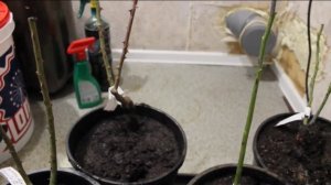 Реанимация роз 1-10 день.Как спасти проблемные саженцы из питомника.Спящие почки.Саженцы от Роза-са