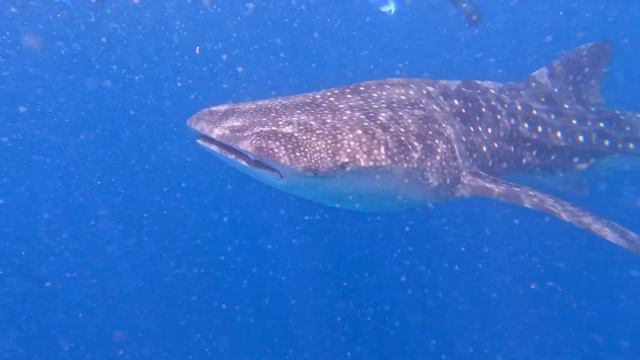 Swimming with whale sharks | MALDIVES | South Ari Atoll смотреть онлайн