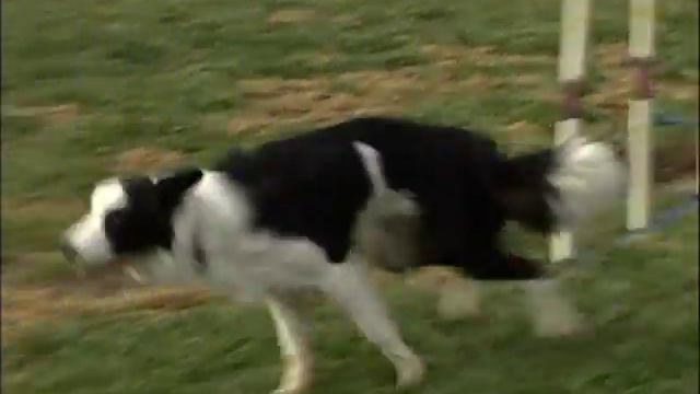 Agility course from a dog's perspective смотреть онлайн
