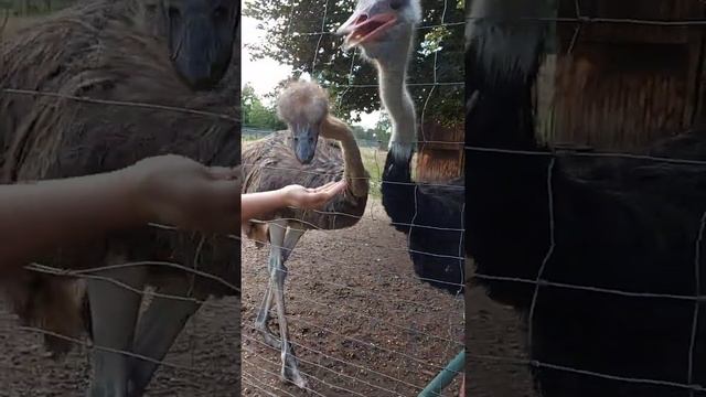 кормлю страусов смотреть онлайн