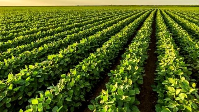 Полезны или нет соевые продукты?