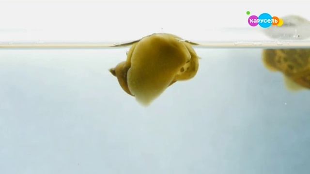 Видимое Невидимое. Эфир от 25.03.2020. ЗИМОВКА ВОДОЁМА. смотреть онлайн