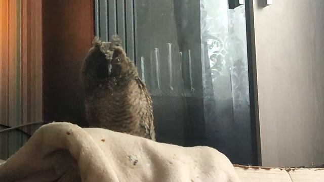 Как спит домашняя ушастая сова? Забавное видео. смотреть онлайн