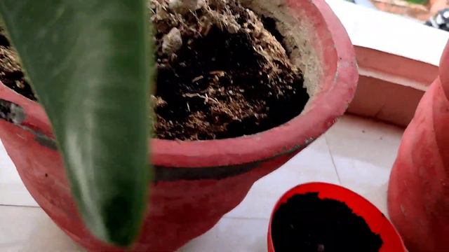Plumeria plant care and fertilizer/Champa plant care and fertilizer/plumeria plant смотреть онлайн