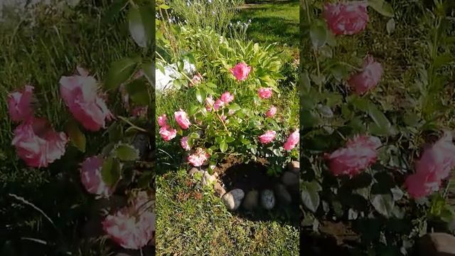 Мой сад (24 июня 2020 г.) смотреть онлайн