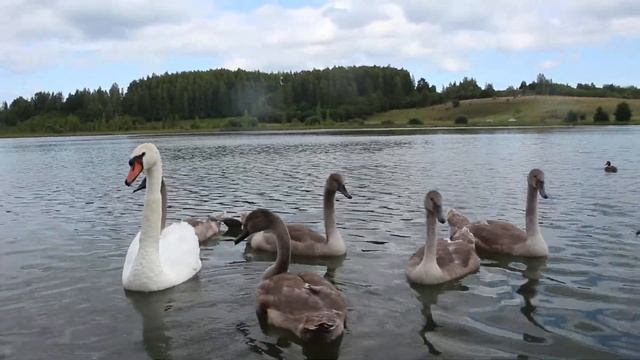 В МИРЕ ЖИВОТНЫХ — ЛЕБЕДЬ-ШИПУН смотреть онлайн