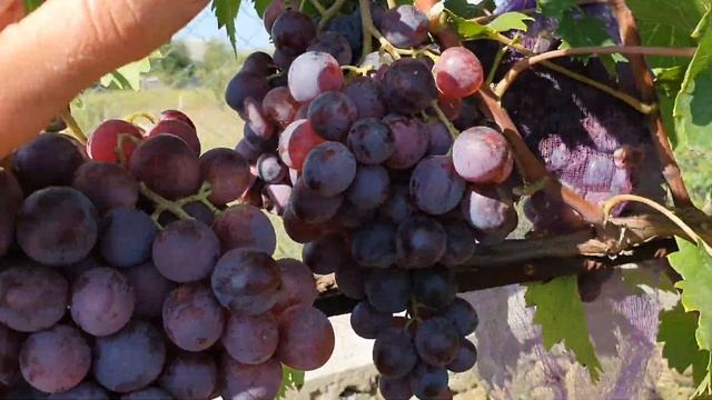 Кишмиш Удачный 2021 смотреть онлайн