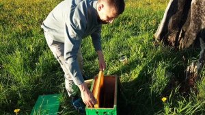 Ловушка для пчел. Как установить ловушку для пчёл. Как словить рой пчел. Выбираем место для ловушки