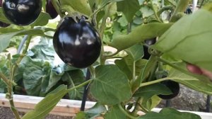 Урожай баклажанов в открытом грунте сезона 2023 года в Ленинградской области