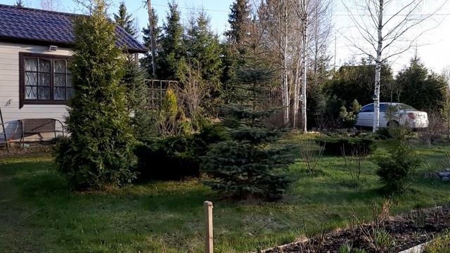 Забор из ёлок-стрижка. смотреть онлайн