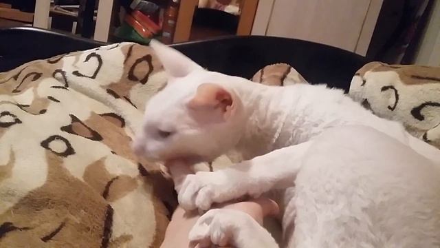 Корниш рекс, который любит делать "Кусь" смотреть онлайн