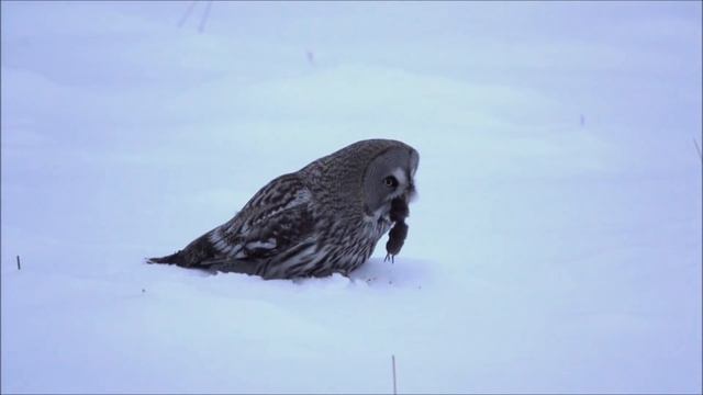 Lapinpöllö / Chouette lapone / Great grey owl (Strix nebulosa) смотреть онлайн