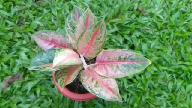 Aglaonema Godzilla Super Menor Istimewa