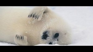 Самые милые Тюлени в мире