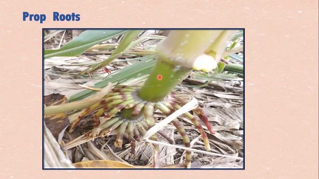 Root Morphology (External Structure) and Structural Adaptations (Part.1) смотреть онлайн