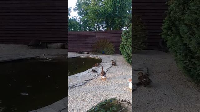 Павлин раскрыл свой хвост! смотреть онлайн