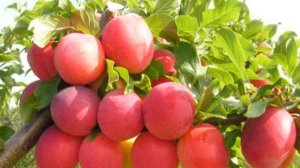 Алыча для Подмосковья, лучшие сорта