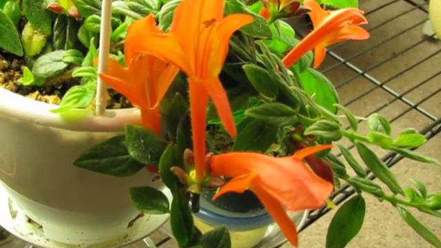 Columnea Orange Sherbert смотреть онлайн