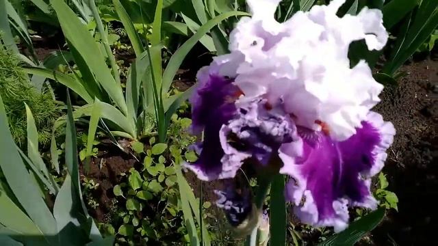 Красоты много не бывает!Ирисы lotus Lendи Daring Deception! У кого нет срочно купить ? смотреть онлайн