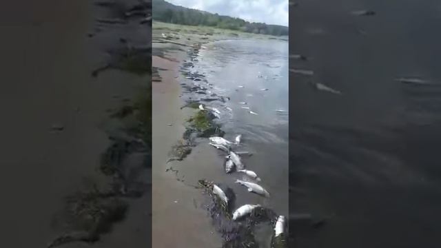 пожалуйста распространите пусть вся начальство увидит людям не дают за то пусть дохнет смотреть онлайн