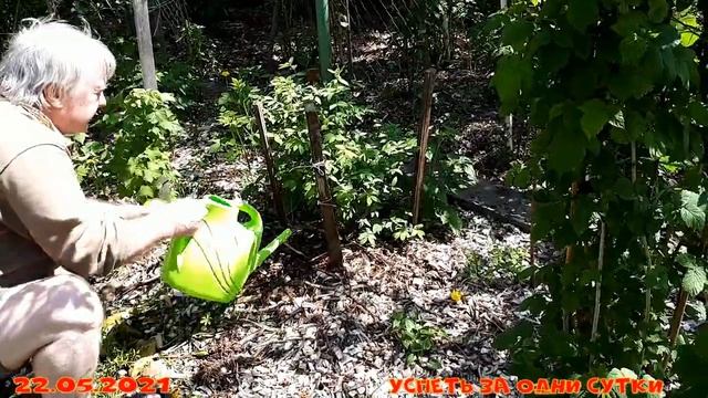 22.05.2021 Сезонные работы в клубничнике?Весна#3.Большая подкормка:жимолость чеснок клубника яблоня смотреть онлайн