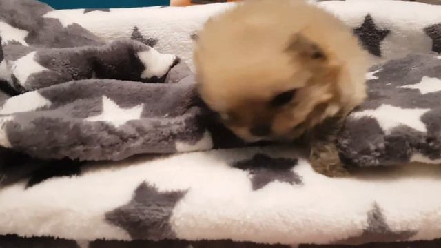 День Рождение у Лаки ❤ Померанский шпиц смотреть онлайн