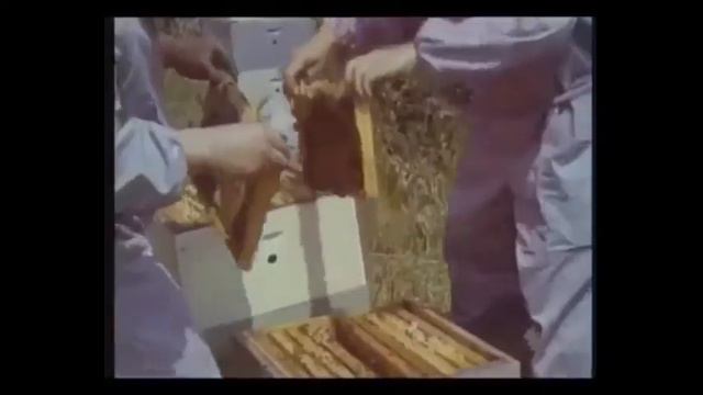 пасека на промышленную основу пчеловодство в ссср улей рута и улей дадан промышленная пасека смотреть онлайн