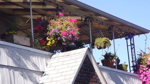 hanging baskets 2009 - 1 смотреть онлайн