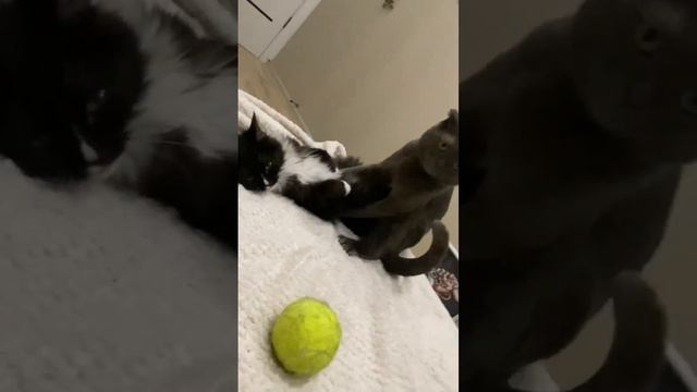 Бублик пристает к малышке #cat #viral #shortvideo #trending #love смотреть онлайн