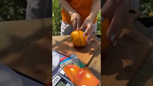 Сибирский мясистый томат?Супер-сорт! Томат Золотые купола | УСАДЬБА-СЕМЕНА смотреть онлайн