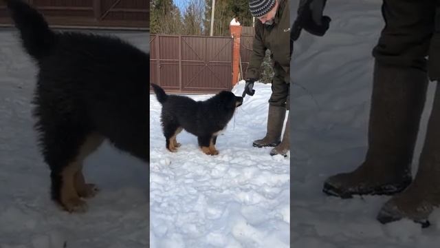 щенок монгольский #банхар Арет, 3 месяца // 3 months old mongolian #bankhar puppy Aret. смотреть онлайн