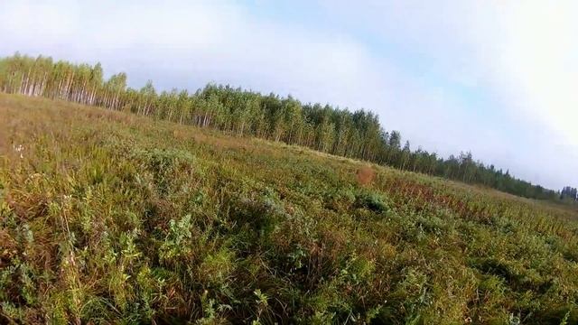Охота на тетерева с собакой по следу смотреть онлайн