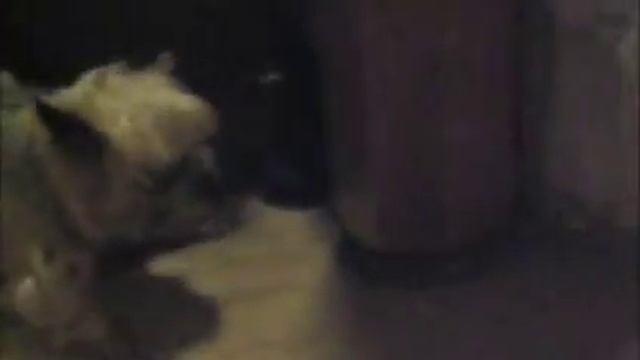 It's a dog's life: Trini Lopez snipets смотреть онлайн