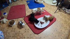 СЫРОЕ МЯСО в рационе чихуахуа / КОРМЛЕНИЕ чихуа МЯСОМ/ Купить Щенков ЧИХУАХУА / питомник МАРИ МИСТИ