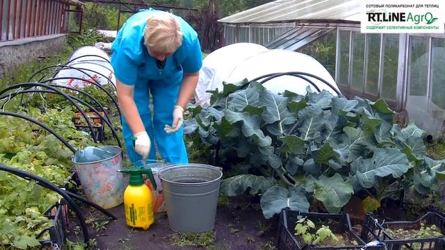 ? Борьба с вредителями капусты народными средствами. Опрыскивание капусты настоем листьев томата. смотреть онлайн