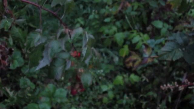 Плодоношение ремонтантной малины Атлант на 23 сентября! смотреть онлайн